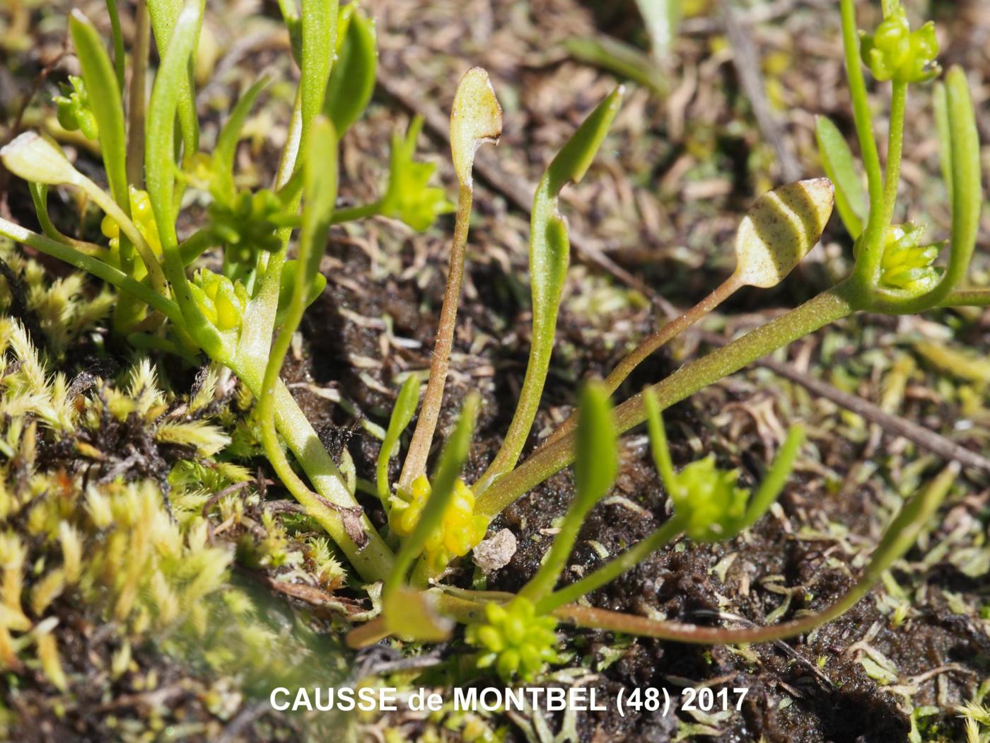 Buttercup, (nodal flowering) plant